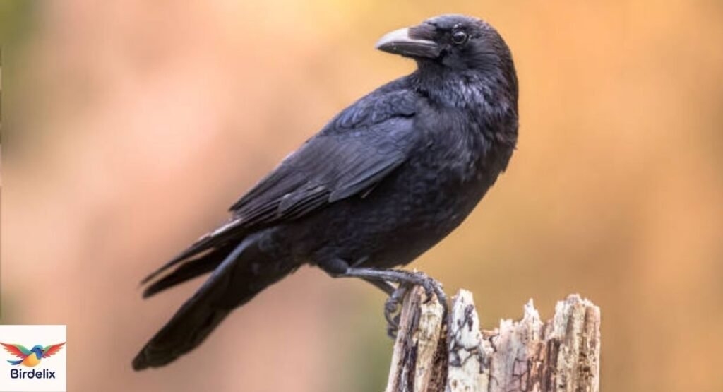 Crow