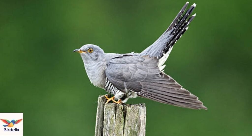 Cuckoo