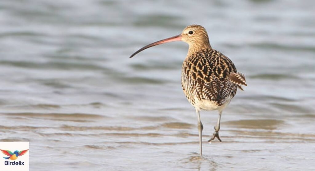  Curlew