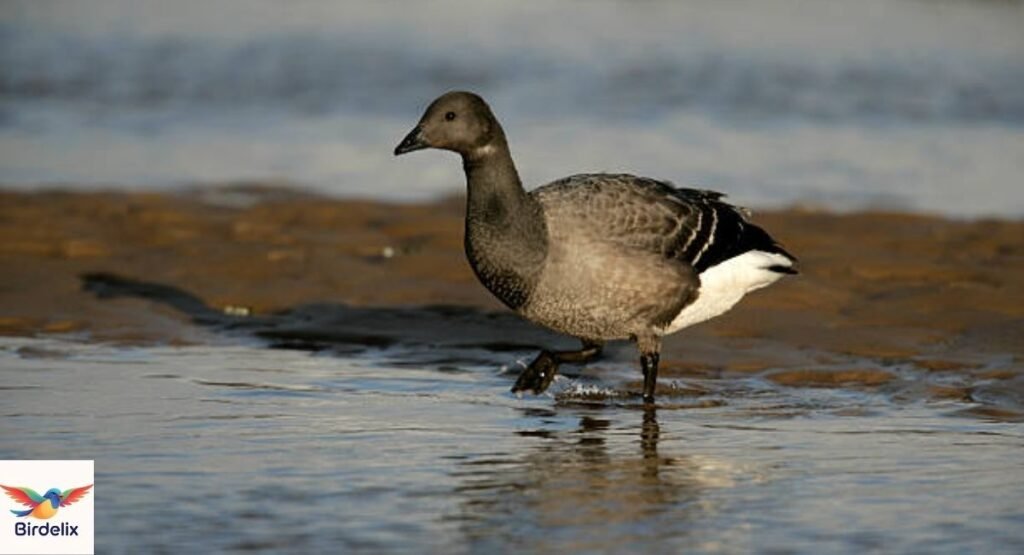 Dark-bellied Brent Goose