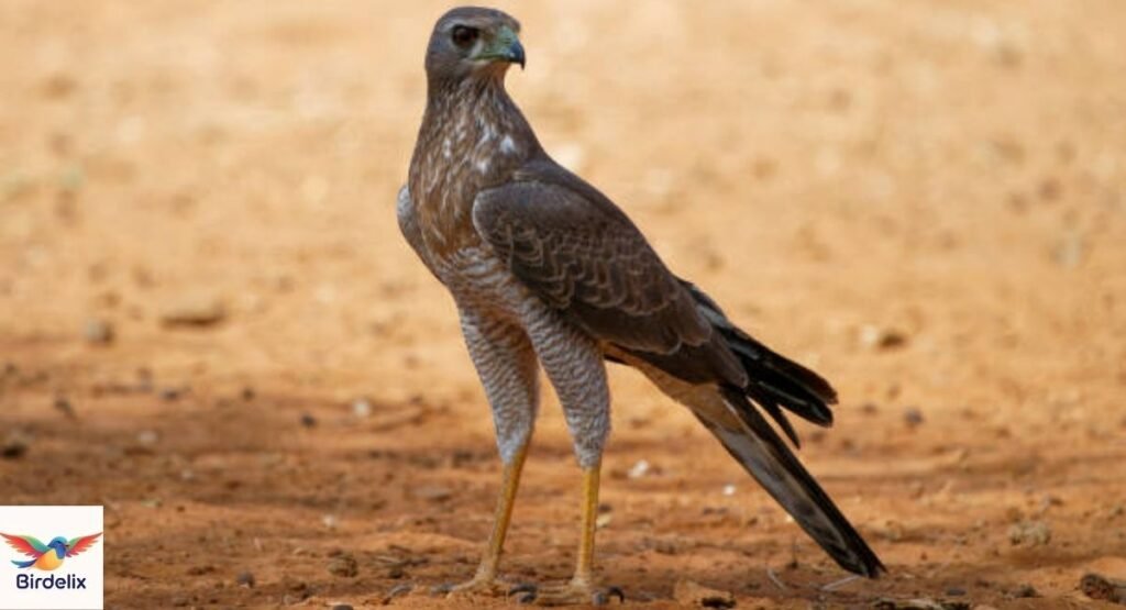 Dark Chanting Goshawk