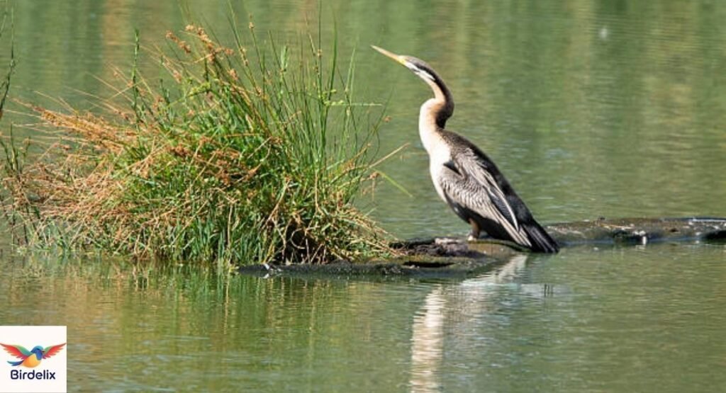 Darter