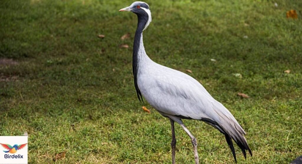 Demoiselle Crane