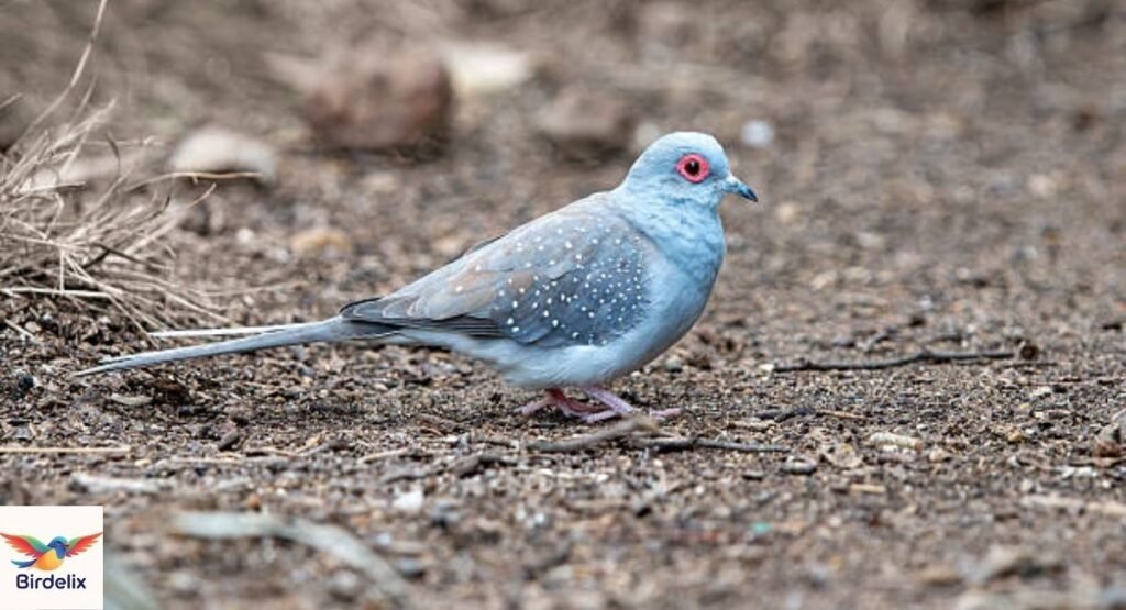  Diamond Dove