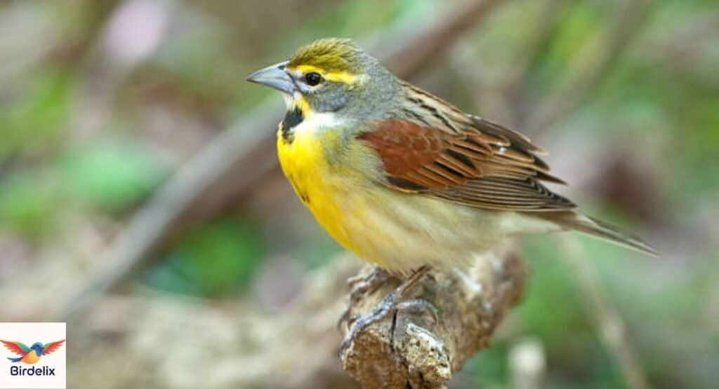 Dickcissel