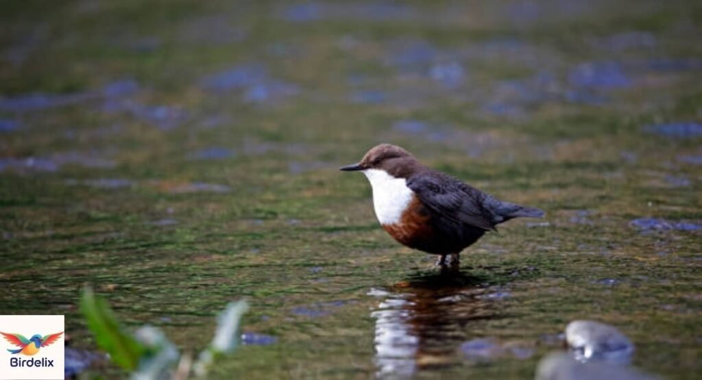 Dipper