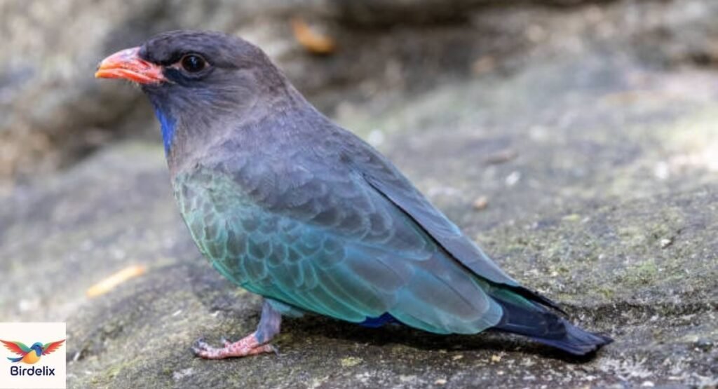 Dollarbird