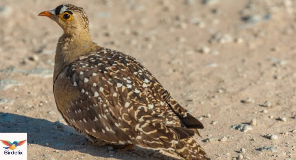 Double-banded Sandgrouse