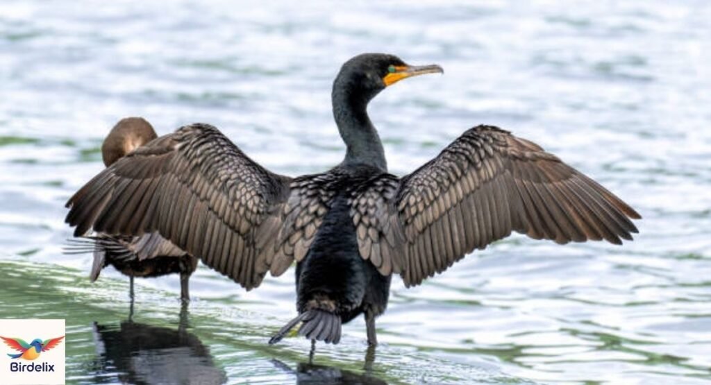Double-crested Cormorant