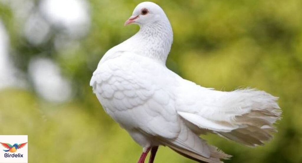  Dove