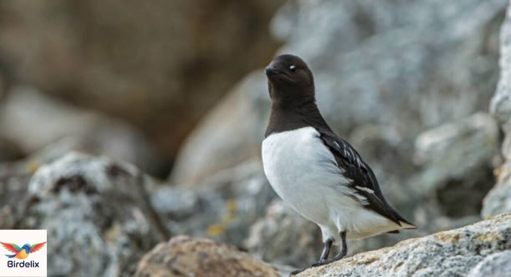 Dovekie