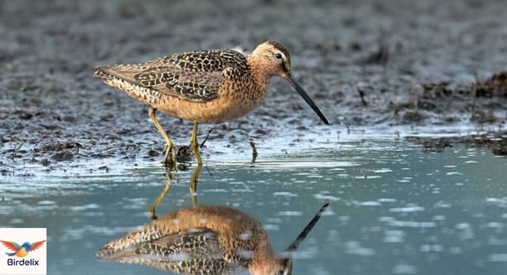 Dowitcher