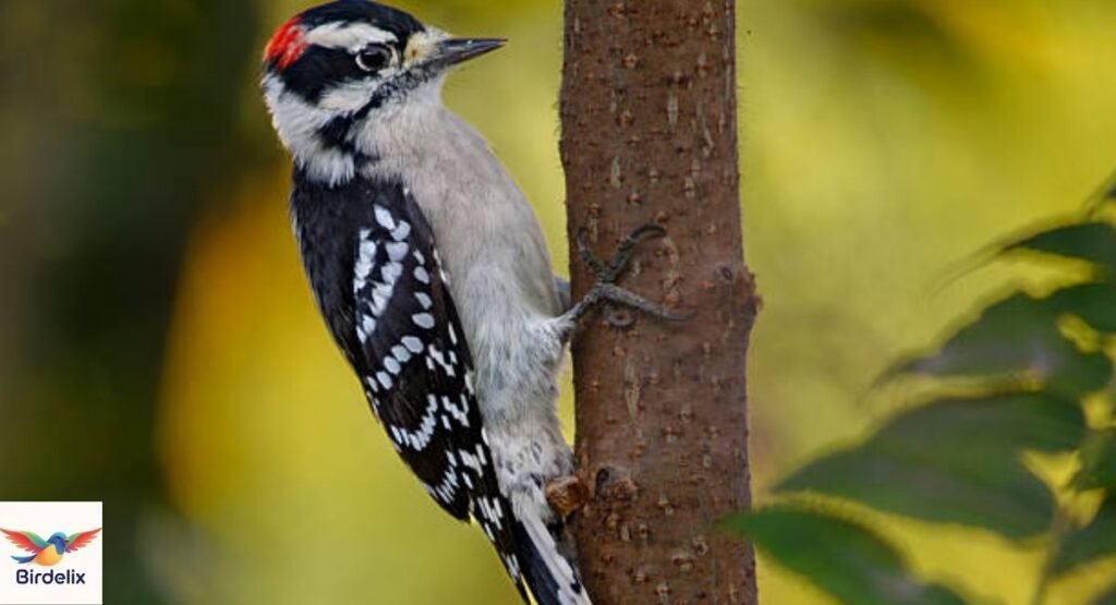 Downy Woodpecker