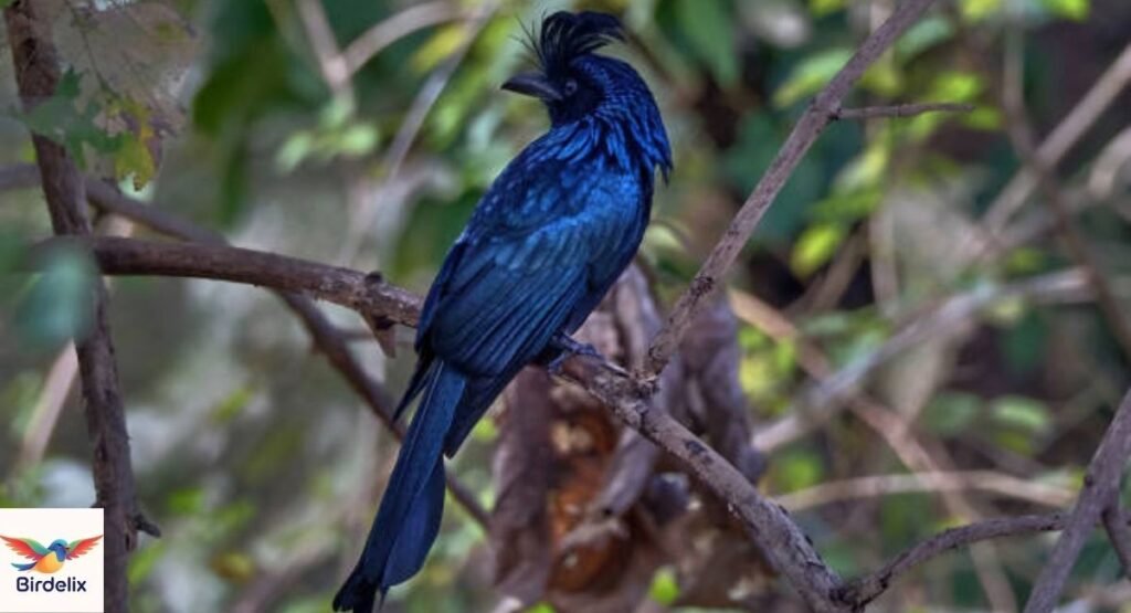 Drongo