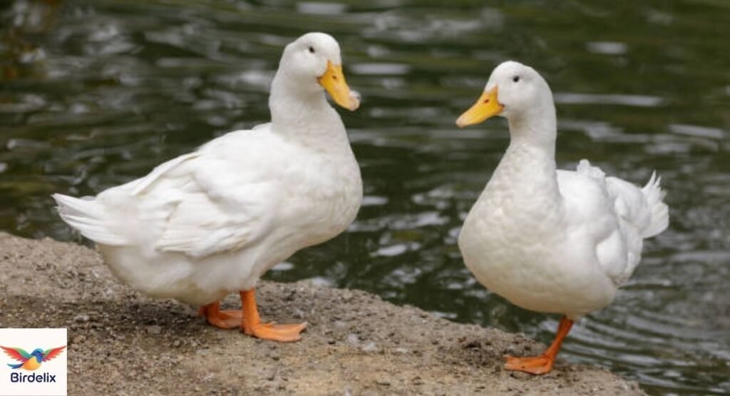 Duck