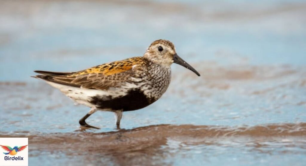 Dunlin