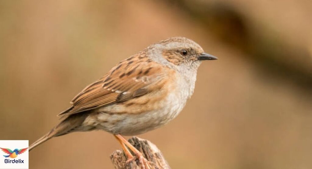 Dunnock