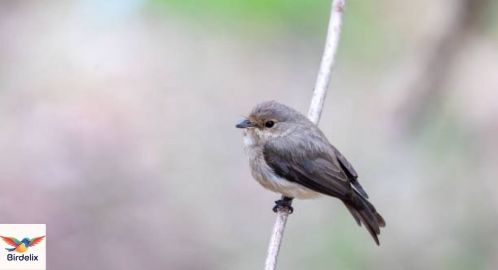 Dusky Flycatcher