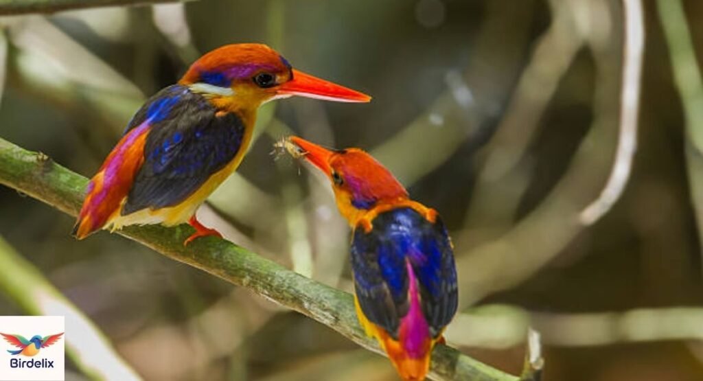 Dwarf Kingfisher