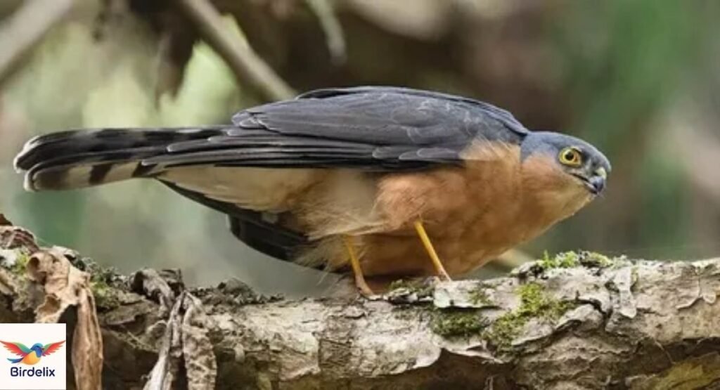 Dwarf Sparrowhawk