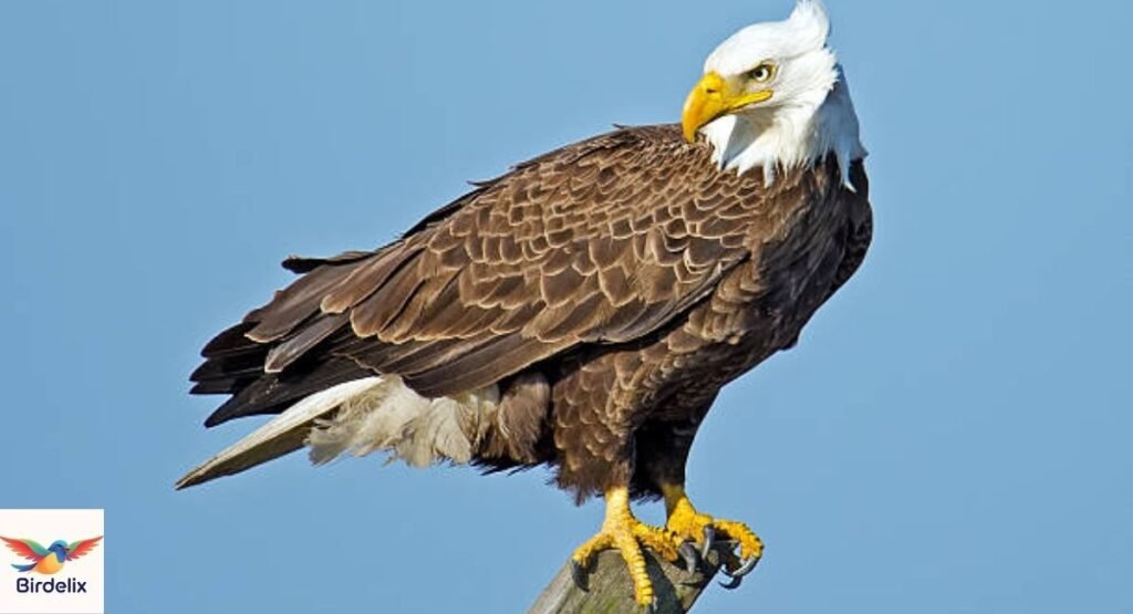Eagle