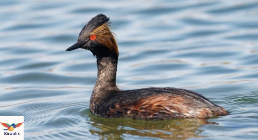  Eared Grebe