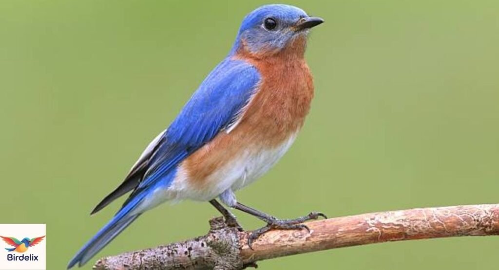 Eastern Bluebird