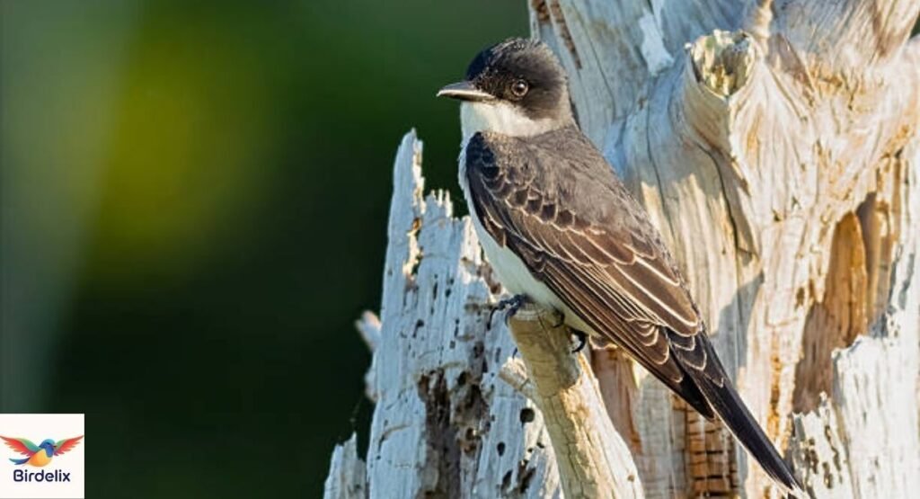 Eastern Kingbird