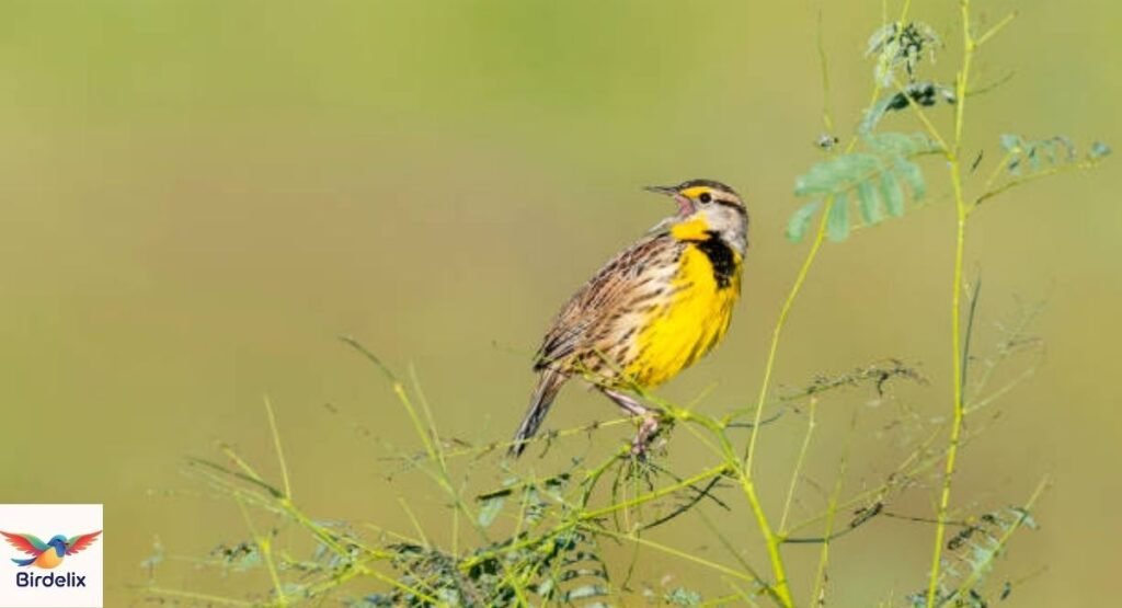Eastern Meadowlark