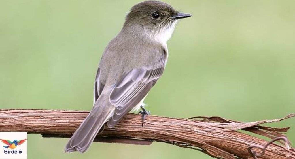 Eastern Phoebe