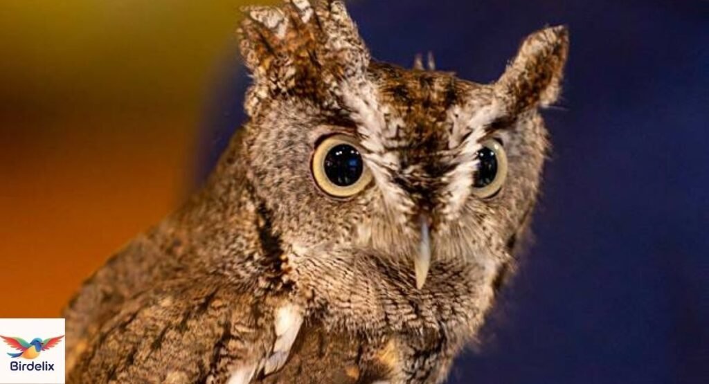 Eastern Screech Owl