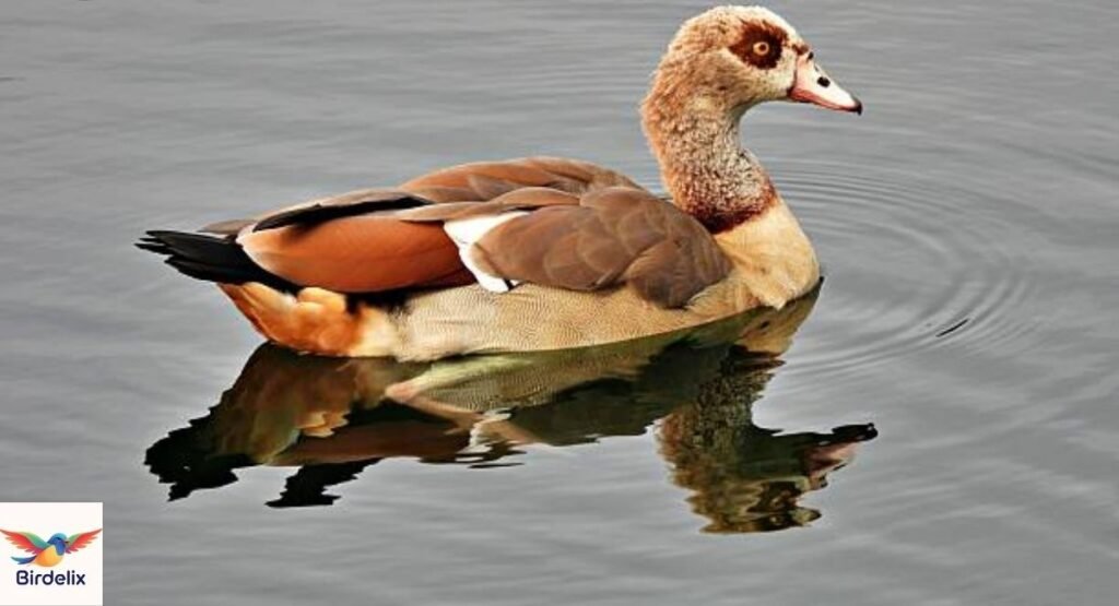 Egyptian Goose