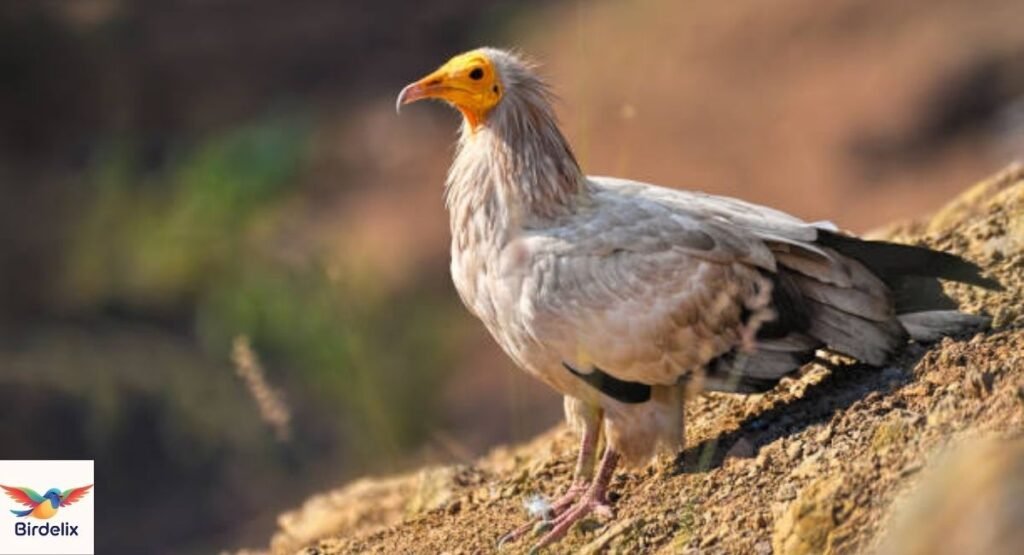 Egyptian Vulture