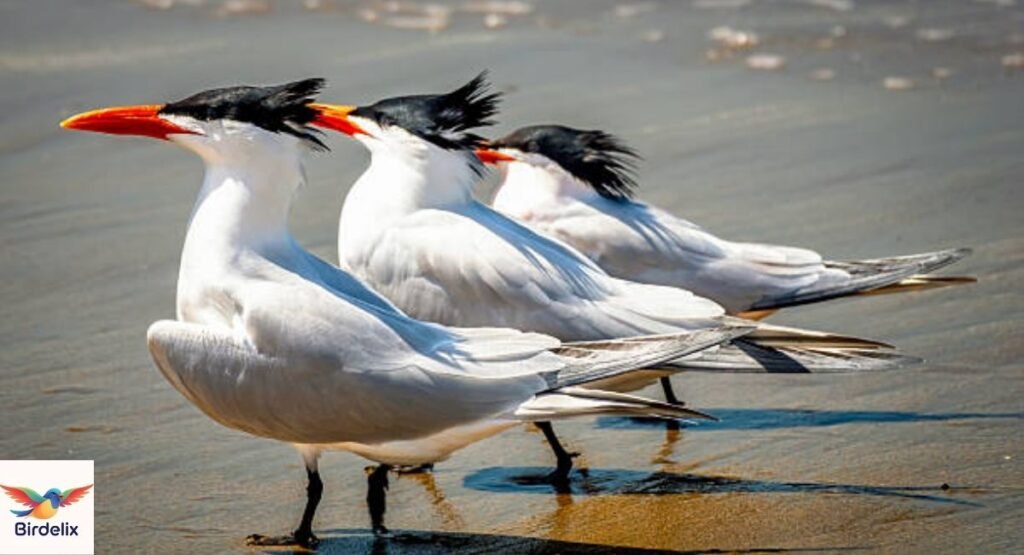Elegant Tern