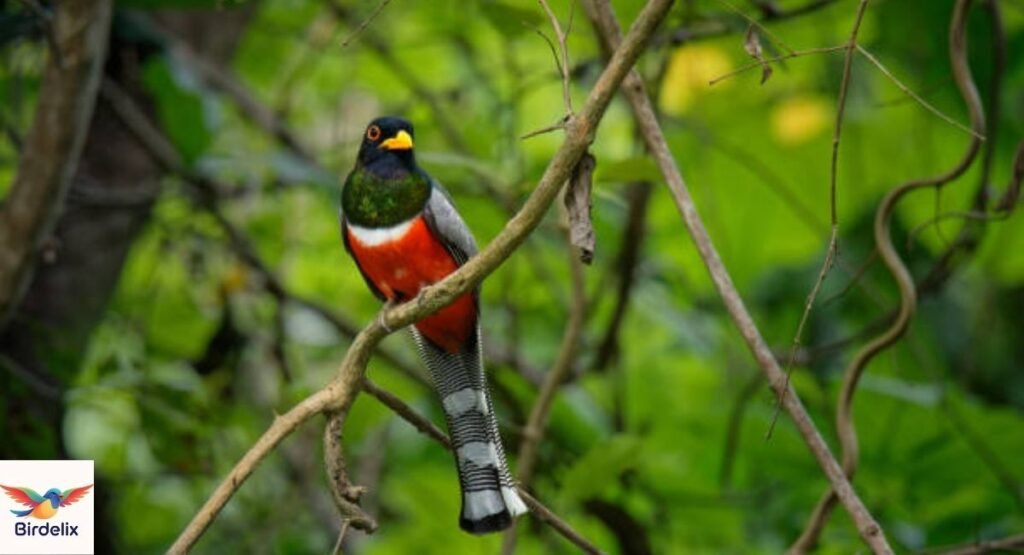 Elegant Trogon