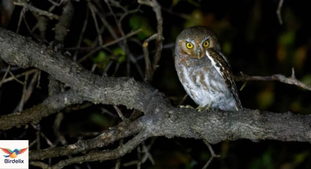 Elf Owl