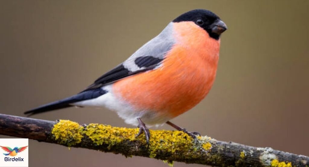 Eurasian Bullfinch