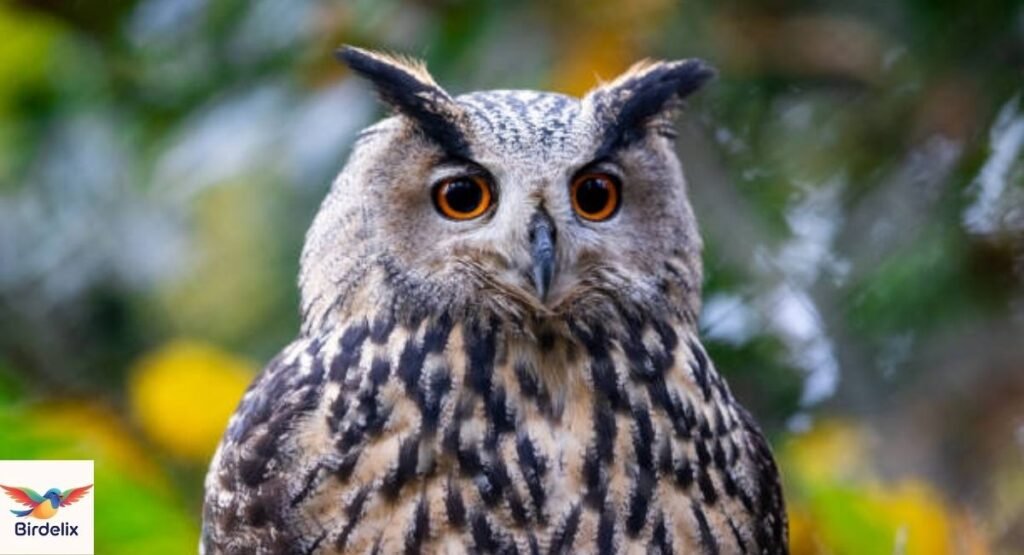 Eurasian Eagle-Owl