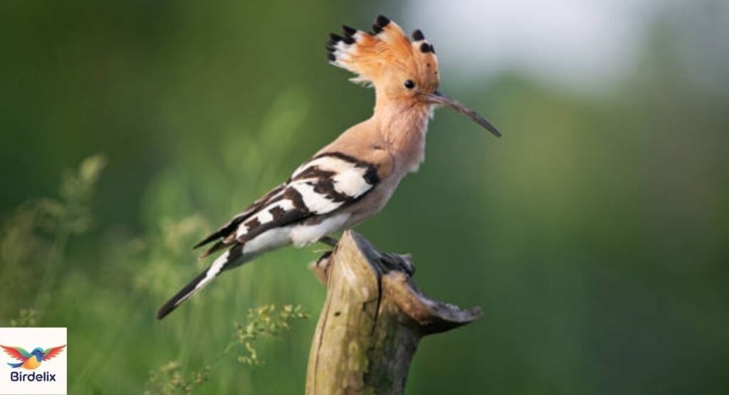 Eurasian Hoopoe