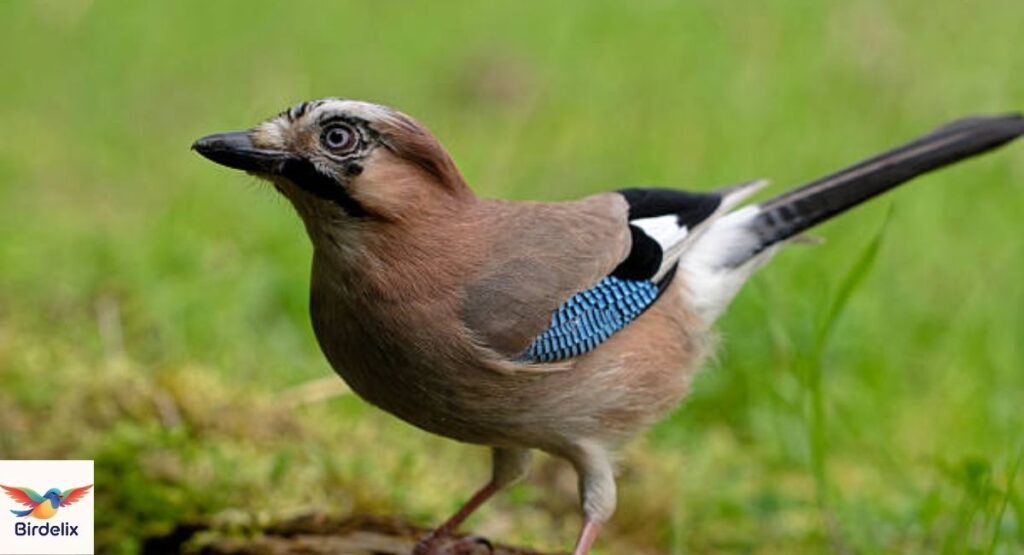 Eurasian Jay
