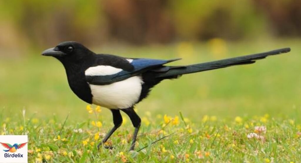 Eurasian Magpie