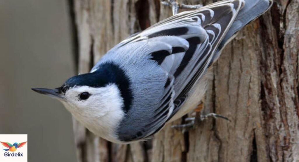 Eurasian Nuthatch