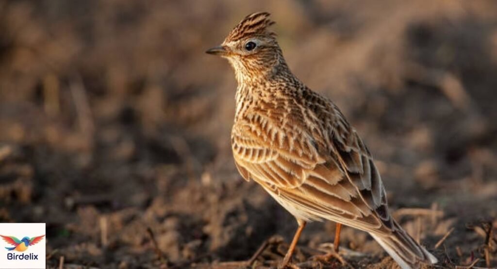 Eurasian Skylark
