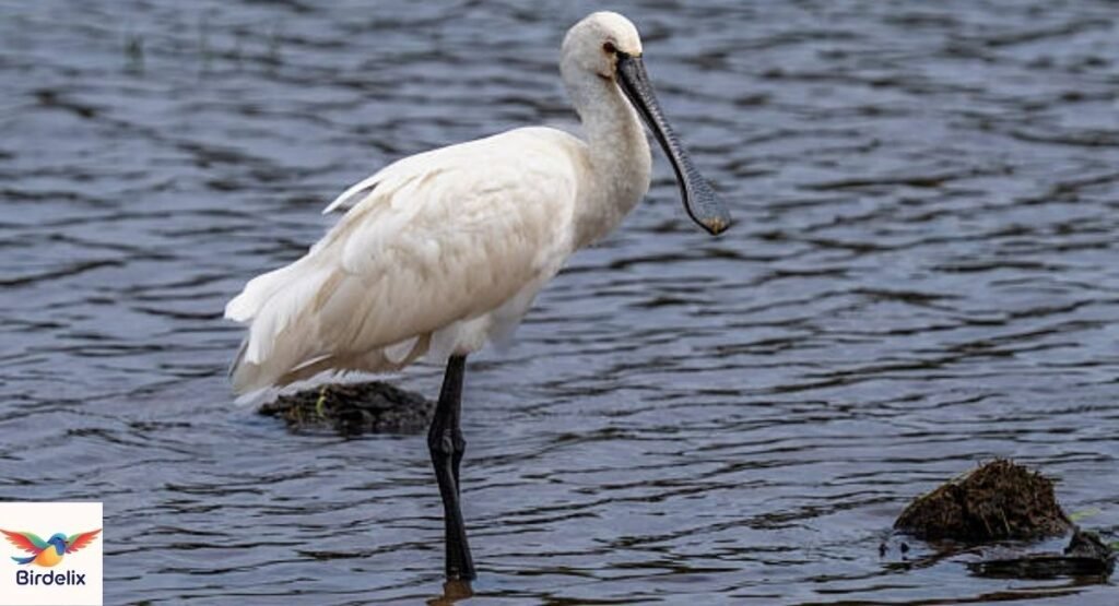 Eurasian Spoonbill