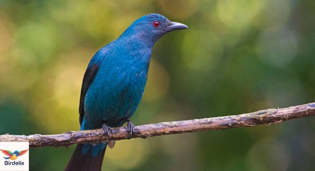 Fairy-bluebird