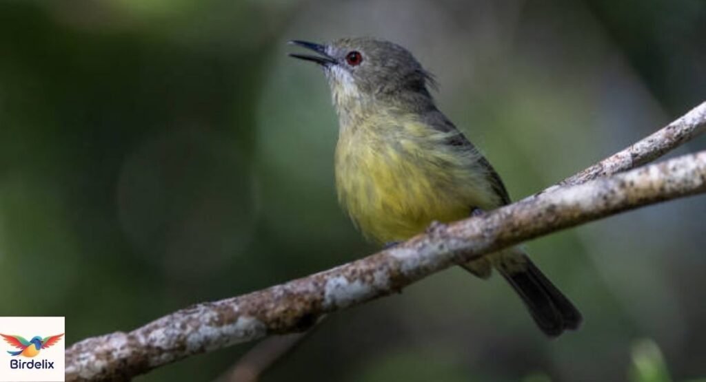 Fairy Gerygone