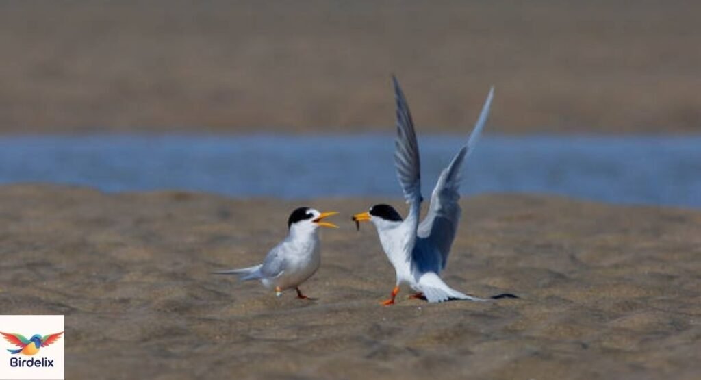 Fairy Tern