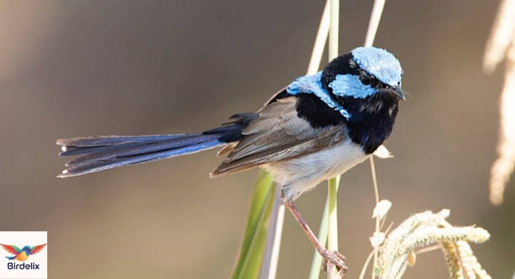 Fairywren