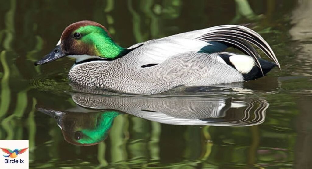 Falcated Duck