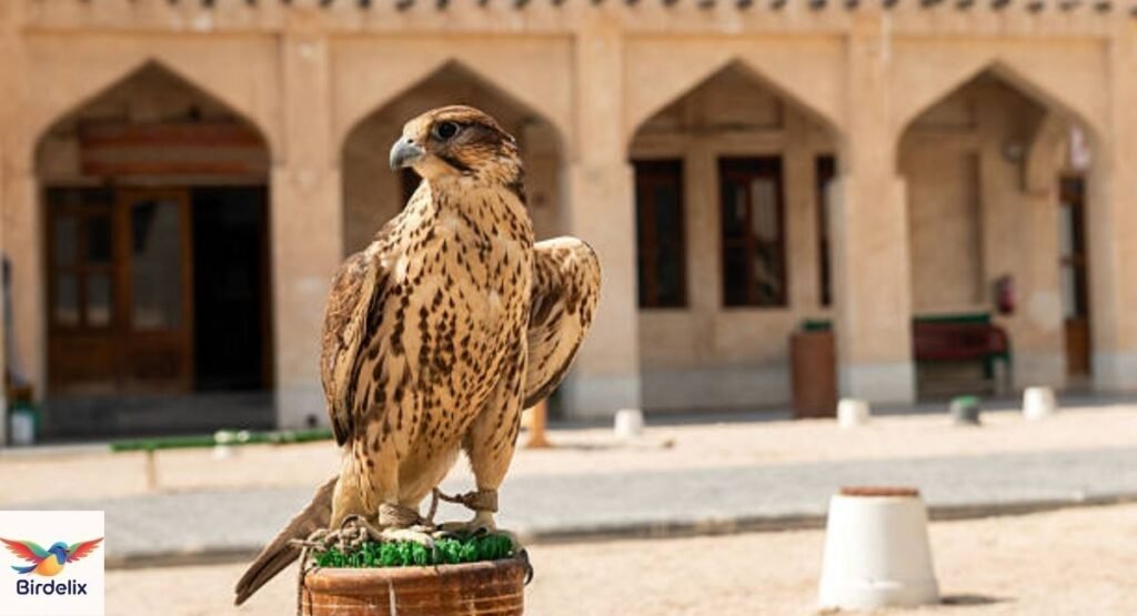  Falcon